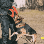 Preventing Dog Bites in Louisville: Effective Strategies to Reduce Injuries from Animal Attacks